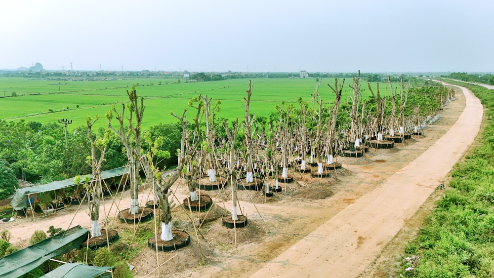 vườn ươm Ecopark Ninh Bình